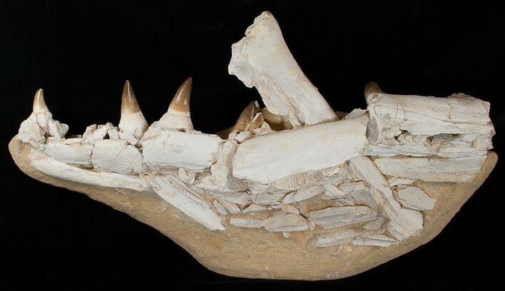 Impressive Mosasaur Jaw Section - Superb Preparation #16111